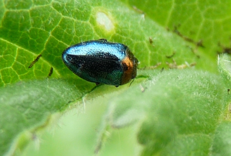 Altri coleotterini della malva: Buprestidae: cfr. Trachys coruscus